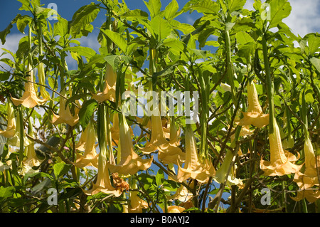 Gros plan de Angel Angels trompette plante fleur fleurs floraison latin brugmansia Madeira Portugal UE Europe Banque D'Images