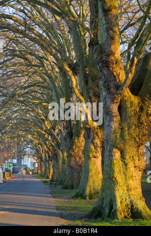 Une allée de platanes au coucher du soleil dans Wandsworth Park, Putney, south west London Banque D'Images