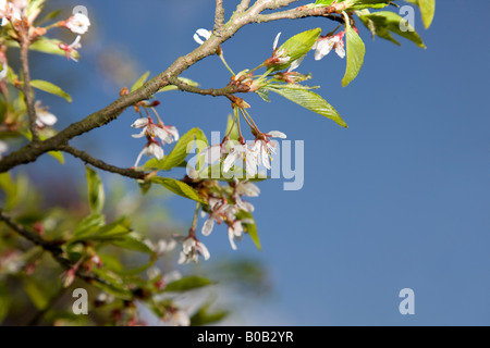 Prunus x yedoensis Banque D'Images