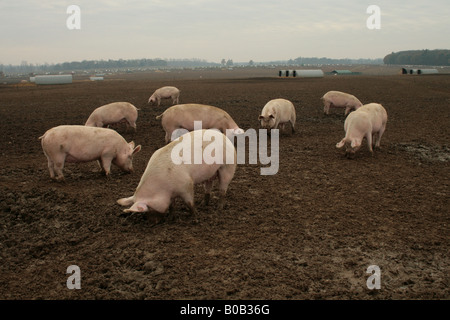 Cochons dans la boue Banque D'Images