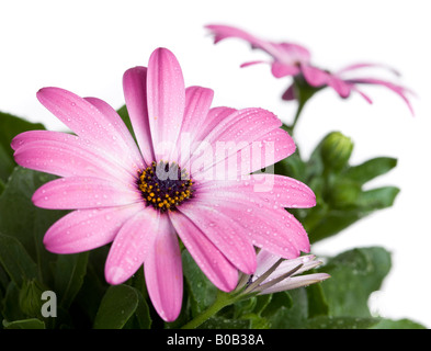 Ostéospermum ou Cape Daisy originaire d'Afrique du Sud qui aime une position ensoleillée Banque D'Images