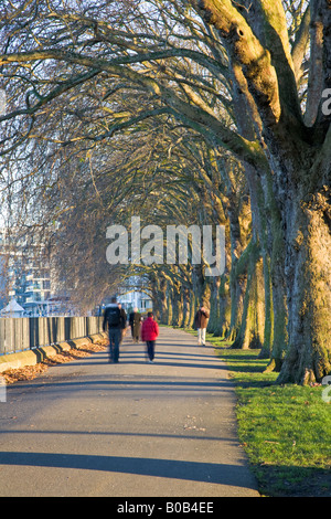 Les gens de marcher sous une allée de platanes au coucher du soleil dans Wandsworth Park, Putney, south west London Banque D'Images