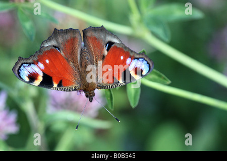 Papillon paon ou inarchis iio reposant sur clover Banque D'Images