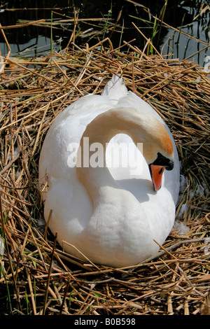 Cygne tuberculé Cygnus olor stylo sur un nid avec des oeufs Ely, Cambridgeshire Angleterre Grande-bretagne UK Banque D'Images