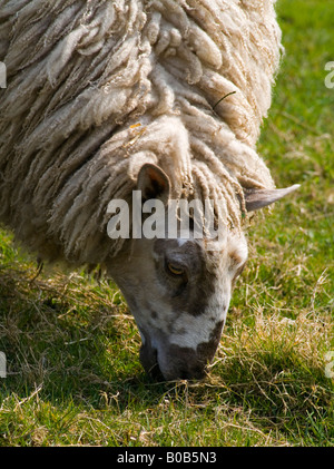 Des moutons paissant sur spring grass North Wales UK Banque D'Images