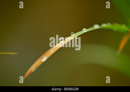 Rosée sur une herbe Banque D'Images