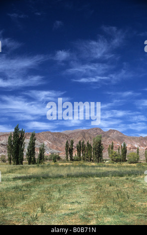 Rangée de peupliers et champ vert contrastant avec les collines désertiques dans la precordinllère andine, près de Barreal, vallée de Calingasta, Argentine Banque D'Images