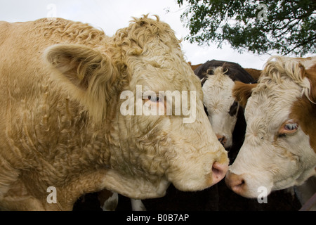 Nuzzles Bull jusqu'à la région des Cotswolds Gloucestershire Hazleton vaches Angleterre Royaume-Uni Banque D'Images