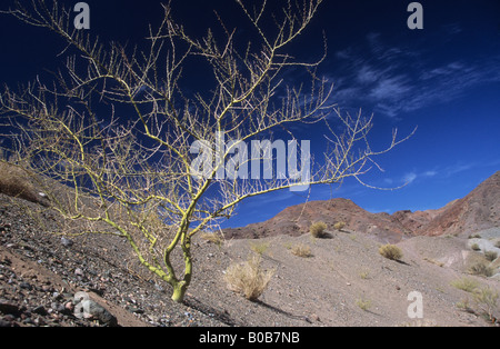 Brousse de Brea (Parkinsonia praecox, anciennement Cercidium praecox) poussant sur des pentes d'éboulis dans le désert de la precordillère andine près de Barreal, Argentine Banque D'Images