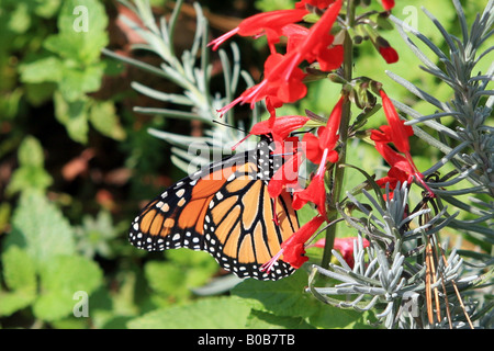 Papillon monarque, Danaus plexippus, probablement le plus connu de tous les papillons de l'Amérique du Nord. Banque D'Images