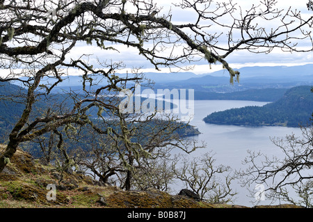 Les chênes de Garry Quercus garryana Mont Maxwell l'île de Saltspring British Columbia Canada Banque D'Images