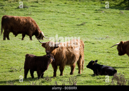 Les vaches Highland, Dumfries et Galloway, Écosse, Royaume-Uni Banque D'Images