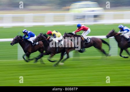 Chevaux à l'Hippodrome d''Ascot Berkshire England Royaume-Uni Banque D'Images