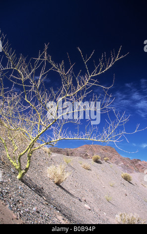 Brousse de Brea (Parkinsonia praecox, anciennement Cercidium praecox) poussant sur des pentes d'éboulis dans le désert de la precordillère andine près de Barreal, Argentine Banque D'Images