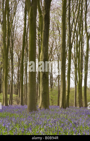 Forêt bois Bluebell Micheldever à Hampshire Banque D'Images