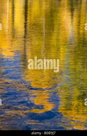 La couleur en automne peupliers reflétée dans la rivière 'Snake' Banque D'Images