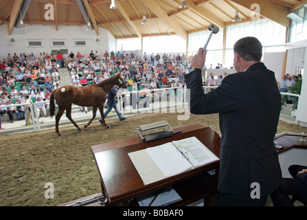 Une vente aux enchères de chevaux, Iffezheim, Allemagne Banque D'Images