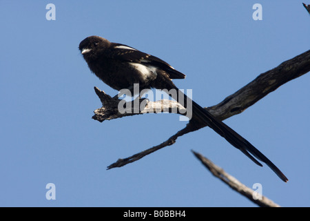 Pie-grièche migratrice ou longtailed Banque D'Images