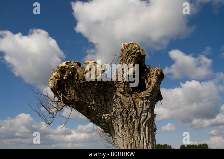 Souche d'arbre de saule blanc étêtés Banque D'Images