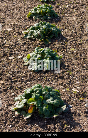 Les plants de fraisier royal sovereign verity le printemps ! Banque D'Images