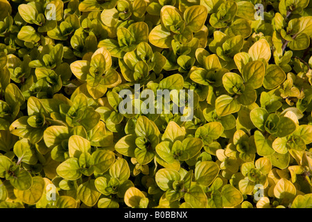 Feuilles de Marjolaine d'or Banque D'Images