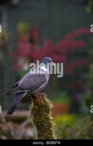 Columba palumbus. Patrick Fiori sur un poste couvert de mousse Banque D'Images