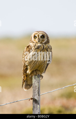 Hibou moyen-court-circuit dans les îles Falkland Island, l'Atlantique Sud Banque D'Images