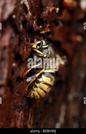 L'hibernation (Guêpe commune Vespula Vulgaris) la reine Banque D'Images