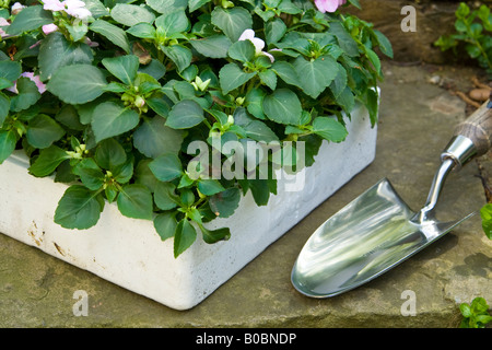 Une boîte d'^literie plantes et une truelle, UK. Banque D'Images