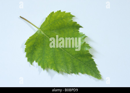 Bouleau blanc européen, le bouleau verruqueux (Betula pendula, Betula verrucosa), feuille, studio photo Banque D'Images