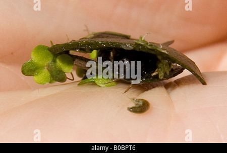 Caddis larve de mouche avec cocon de débris de feuilles sur une main humaine Banque D'Images