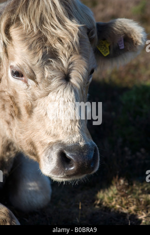 Gold Dun Galloway cown photographié dans le New Forest Hampshire UK Banque D'Images