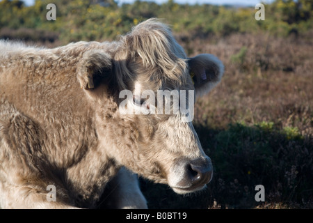 Gold Dun Galloway cown photographié dans le New Forest Hampshire UK Banque D'Images