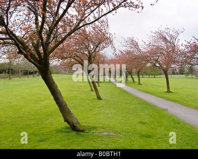 Effet des vents sur une avenue d'arbres dans un parc Harrogate Banque D'Images