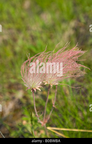 La fumée des prairies de fleurs sauvages Geum triflorum fleurit sur l'île Drummond dans la Péninsule Supérieure du Michigan s Banque D'Images