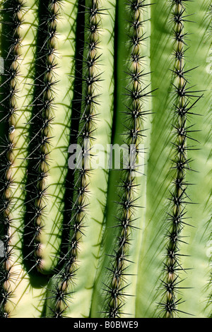 Gros plan du Saguaro cactus épineux Banque D'Images