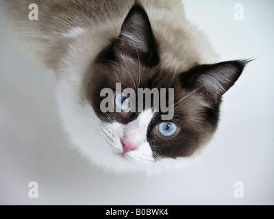 Jeune femme avec de grands yeux de chat Ragdoll Banque D'Images