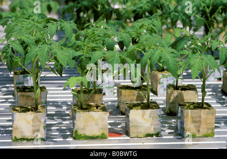 La culture hydroponique de tomates cultivées dans des blocs de laine de roche Banque D'Images
