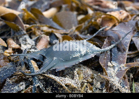 Cas d'oeufs une blonde ray Raja brachyura sur une plage de Cornouailles Banque D'Images