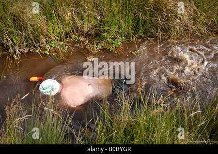 Le BOG SNORKELLING CHAMPIONSHIPS À LLANWRTYD WELLS POWYS Pays de Galles UK Banque D'Images