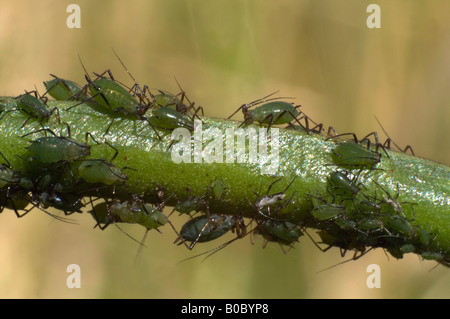 Les pucerons sur la tige d'une plante Banque D'Images