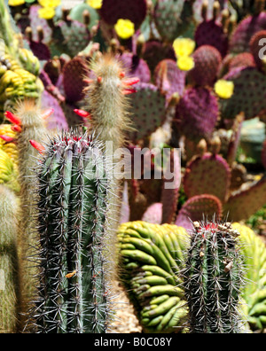 Beau jardin de cactus montrant la variété des plantes Banque D'Images