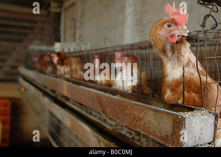 Écrou de gingembre Coq Rangers à une ferme de l'Ontario Banque D'Images