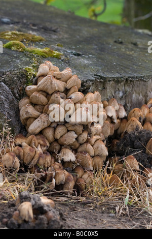 Au printemps de champignons Banque D'Images