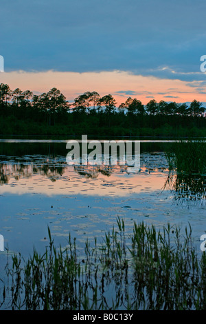 Stephen C. Foster State Park près de Okefenokee National Wildlife Refuge Banque D'Images