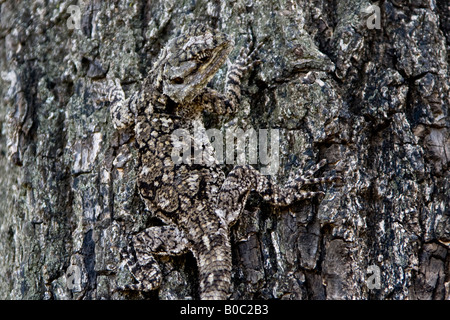 Lizard sur un arbre, bien camouflée Banque D'Images