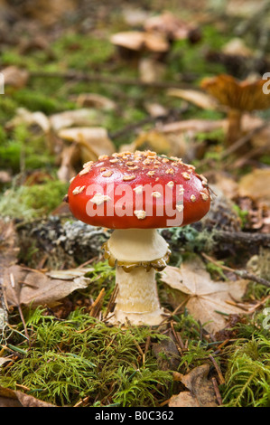 Fly agaric fly ou amanita Amanita muscaria champignon Banque D'Images