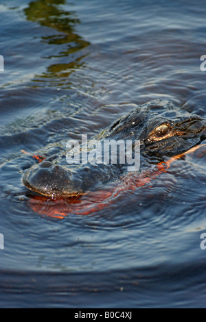 Dans l'Alligator Okefenokee Swamp National Wildlife Refuge Banque D'Images