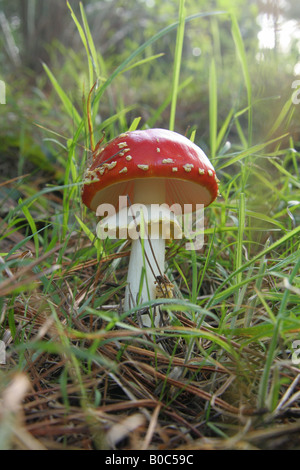 Tabouret de crapaud rouge et blanc sur sol herbeux dans une forêt de pins - low angle view montrant des branchies. Banque D'Images