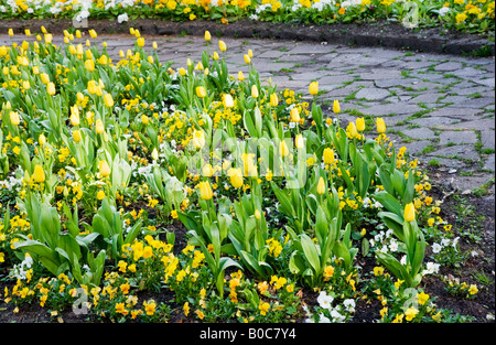 Fleurs de printemps officiel de tulipes jaunes et pensées dans la ville des jardins, Swindon, Wiltshire, England, UK Banque D'Images